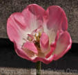 PGC-B-Tulipa-Margarita-2011-05-001