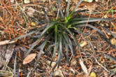 PGC-G-Ophiopogon-planiscapus-Niger-01