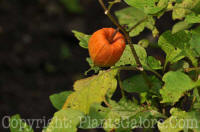 PGC-P-Physalis-alkekengi-MSU-9-2011-001