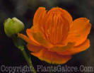 PGC-P-Trollius-cultorum-Golden-Queen-2011-01