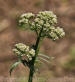 PGC-P-Valeriana-officianalis-2011-002