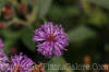 PGC-P-Vernonia-gigantea-MSU-8-2011-001