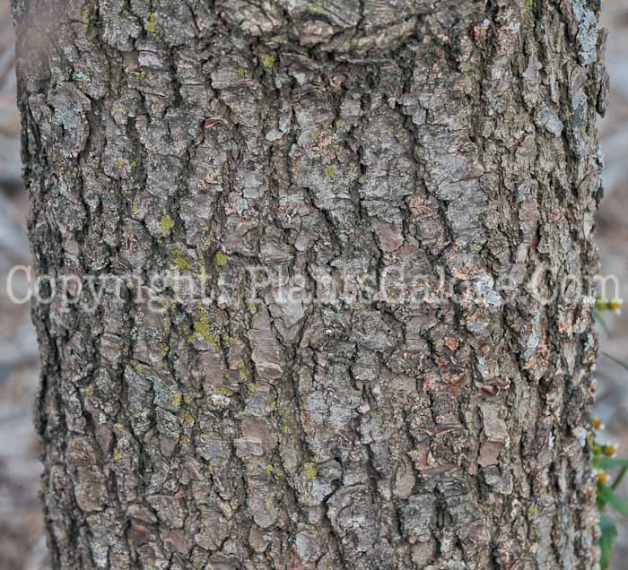 PGC-T-Magnolia-acuminata (3 of 4)