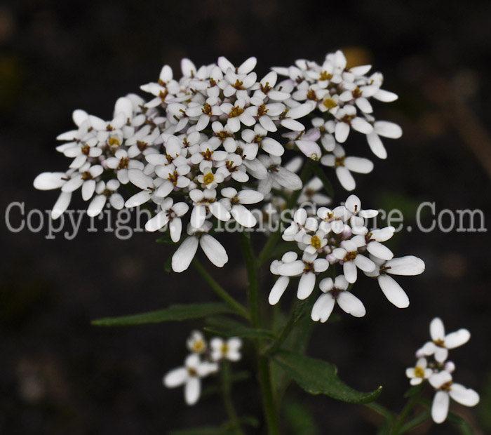 PGC-P-Iberis-amara-aka-Bitter-Candytuft-2