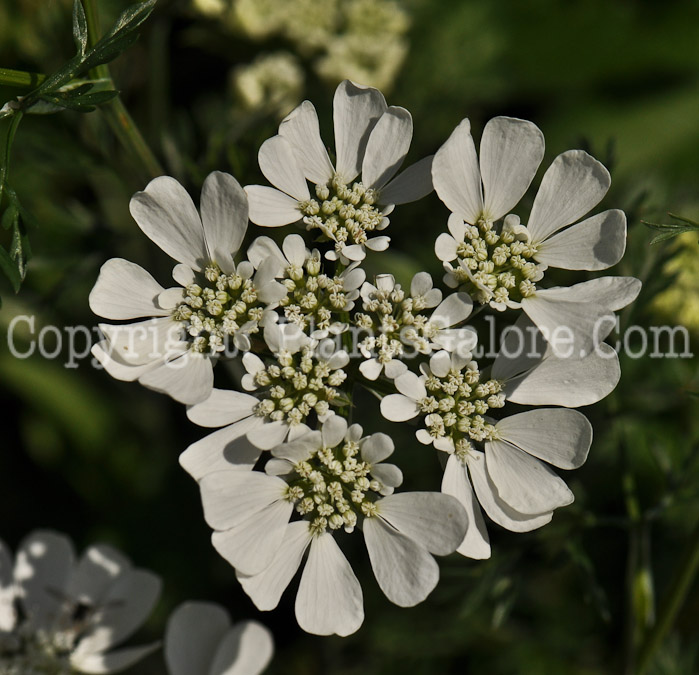 PGC-P-Iberis-sempervirens-aka-Candytuft-1-1