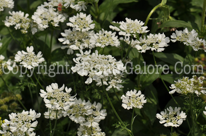 PGC-P-Iberis-sempervirens-aka-Candytuft-3-1