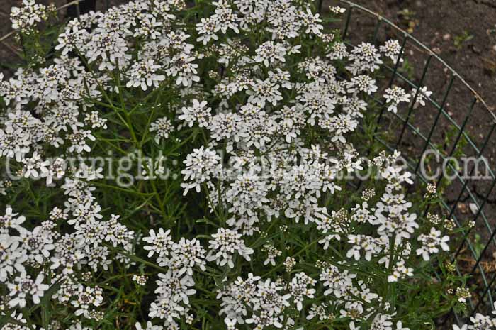 PGC-P-Iberis-amara-aka-Bitter-Candytuft-1