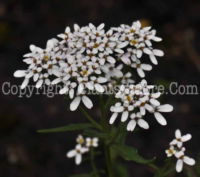 PGC-P-Iberis-amara-aka-Bitter-Candytuft-2