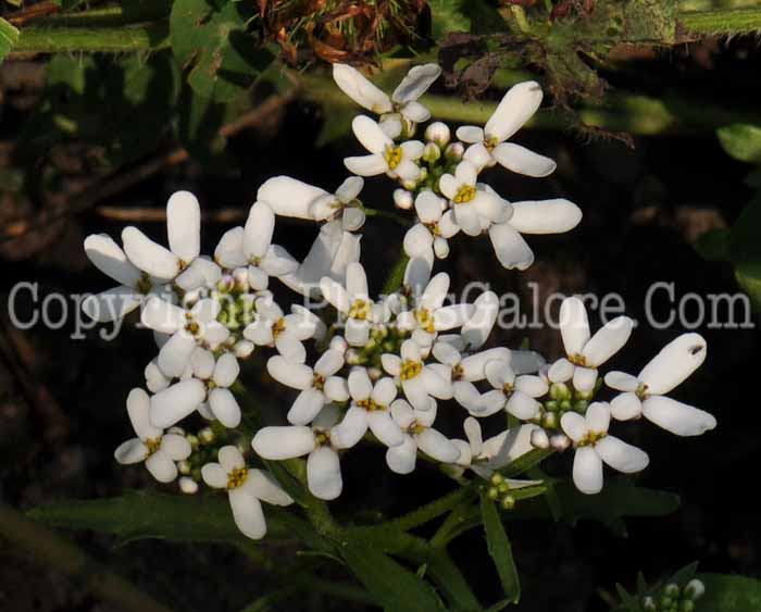 PGC-P-Iberis-amara-aka-Bitter-Candytuft-4
