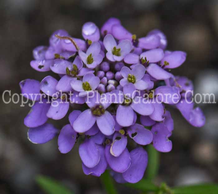 PGC-P-Iberis-umbellata-aka-Globe-Candytuft-1