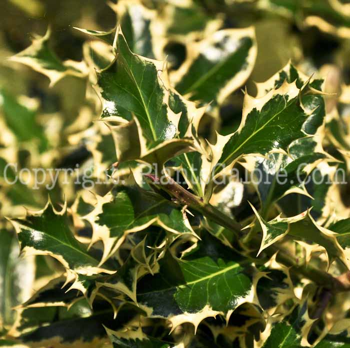 PGC-S-Ilex-aquifolium-Argenteomarginata-08-2012-1