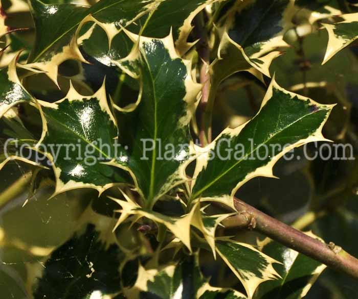 PGC-S-Ilex-aquifolium-Argenteomarginata-08-2012-2