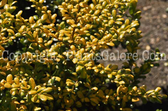PGC-S-Ilex-crenata-Drops-of-Gold-01