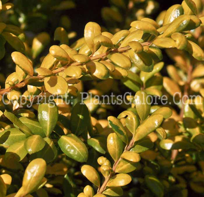 PGC-S-Ilex-crenata-Drops-of-Gold-02