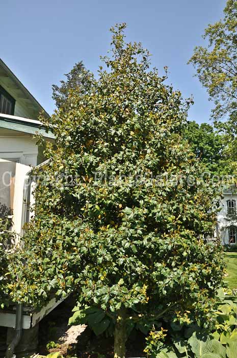 PGC-T-Ilex-opaca-Tucker-05-12-1