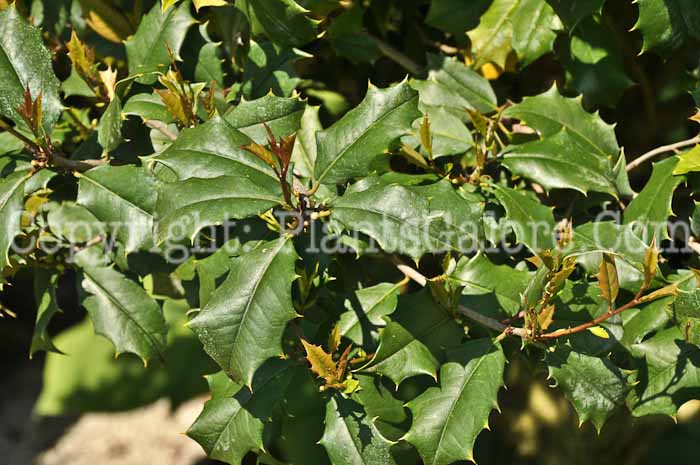 PGC-T-Ilex-opaca-Tucker-05-12-2