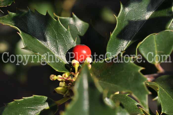 PGC-S-Ilex-x-meserveae-Blue-Girl-01