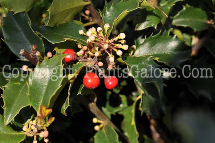 PGC-S-Ilex-x-meserveae-Blue-Girl-02
