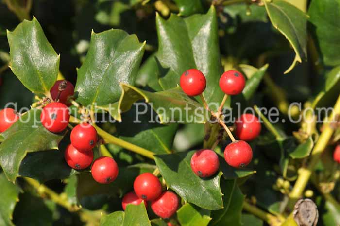 PGC-S-Ilex-x-meserveae-Blue-Prince-02