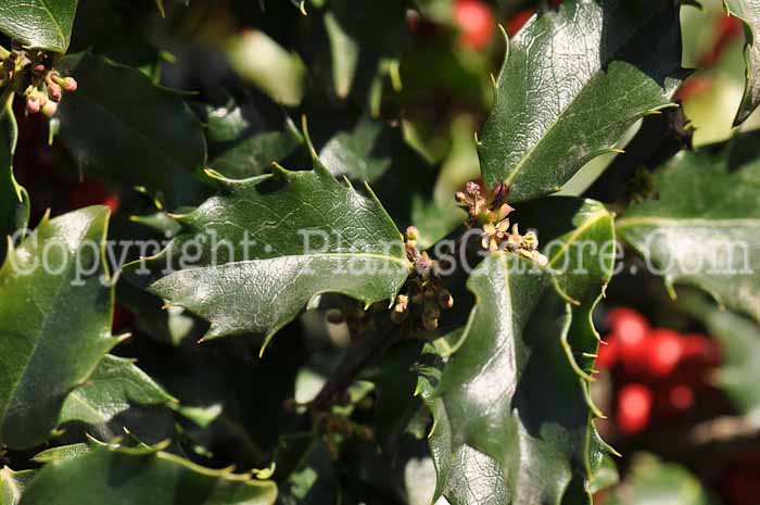 PGC-S-Ilex-x-meserveae-Blue-Prince-05