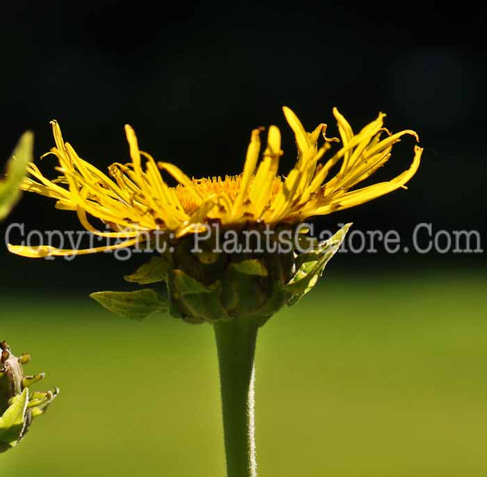 PGC-P-Inula-helenium-aka-Elecampane-Inula-02