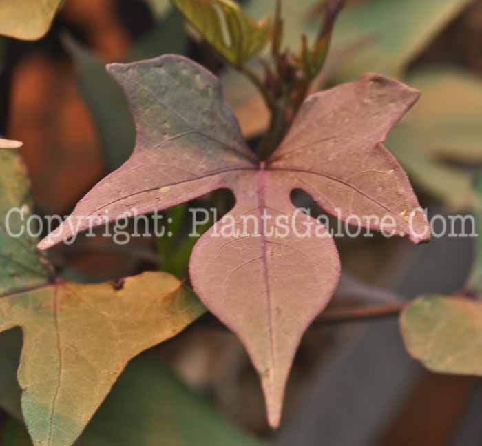 PGC-V-Ipomoea-Desana-Compact-Red-2011-002