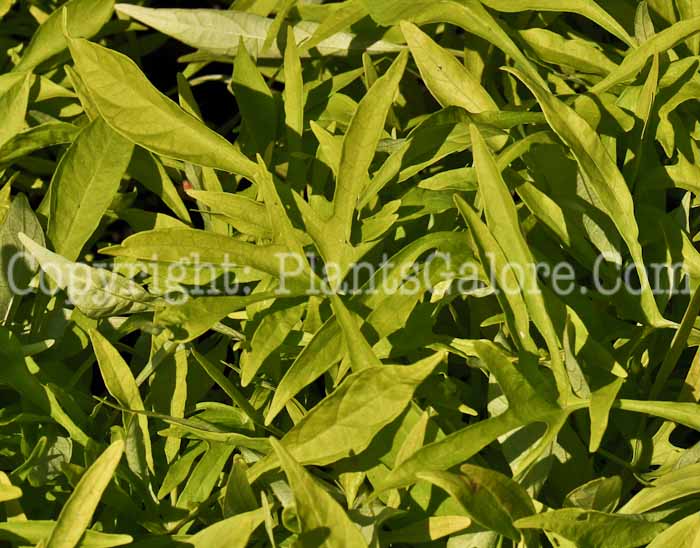 PGC-V-Ipomoea-Emerald-Ice-series-Illusion-1