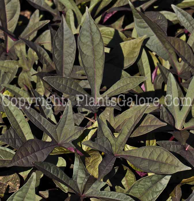 PGC-V-Ipomoea-Purple-series-Sweet-Caroline-1