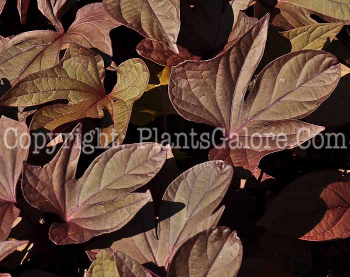 PGC-V-Ipomoea-Red-series-Sweet-Caroline-1