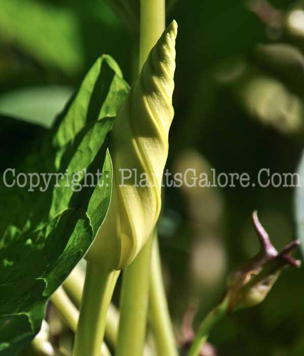 PGC-V-Ipomoea-alba-aka-Moonflower-buds-1
