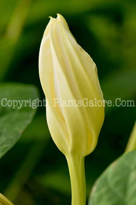 PGC-V-Ipomoea-alba-aka-Moonflower-buds-2