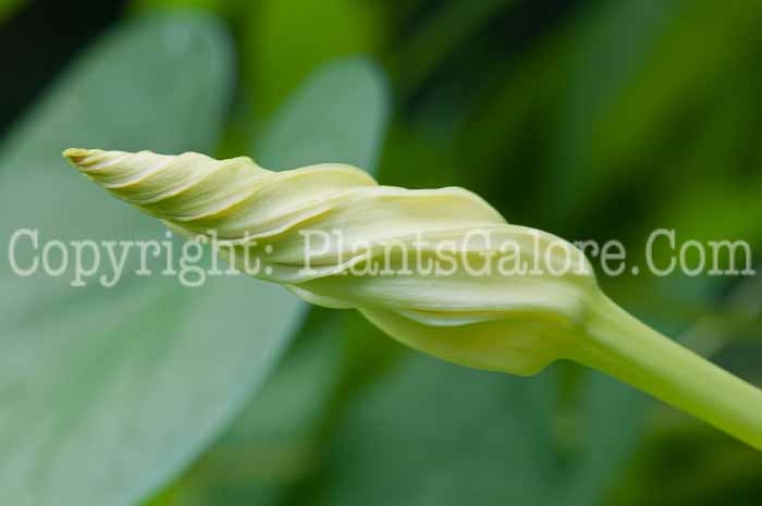 PGC-V-Ipomoea-alba-aka-Moonflower-buds-3