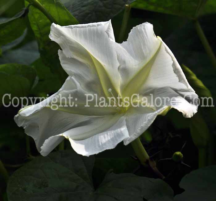 PGC-V-Ipomoea-alba-aka-Moonflower-flower-1