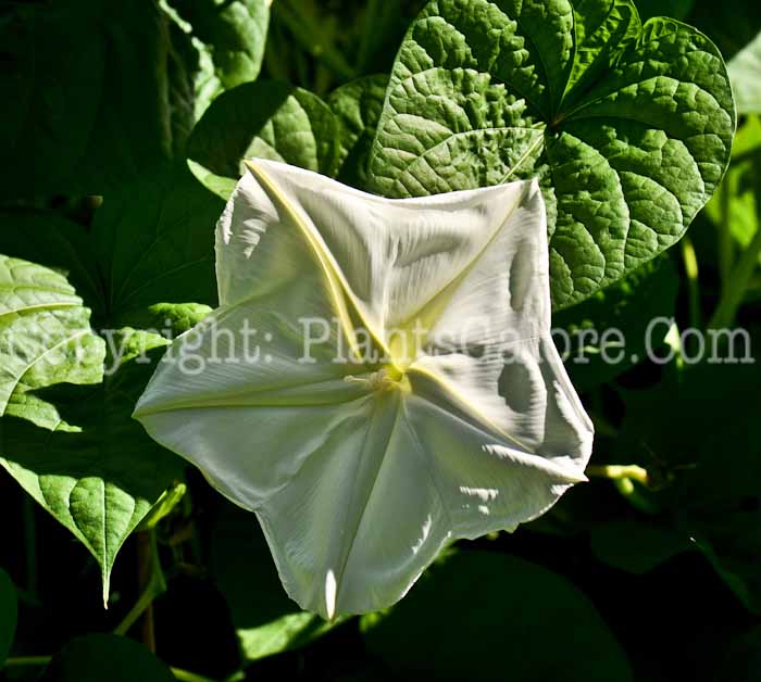 PGC-V-Ipomoea-alba-aka-Moonflower-flower-2