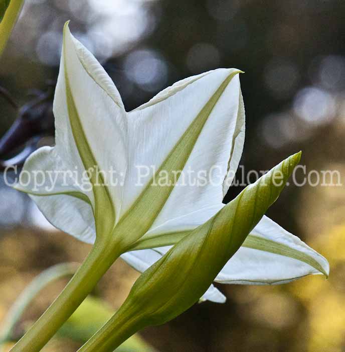 PGC-V-Ipomoea-alba-aka-Moonflower-flower-4