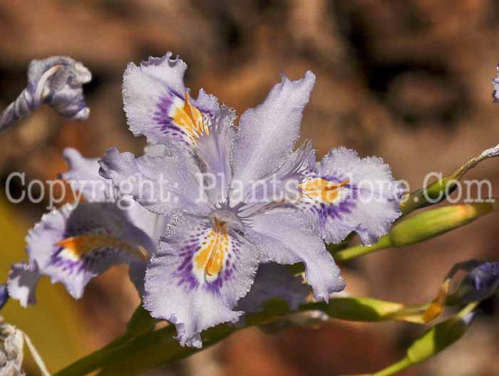 PGC-P-Iris-confusa-aka-Bamboo-Lily-1