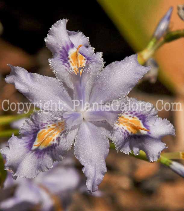 PGC-P-Iris-confusa-aka-Bamboo-Lily-2