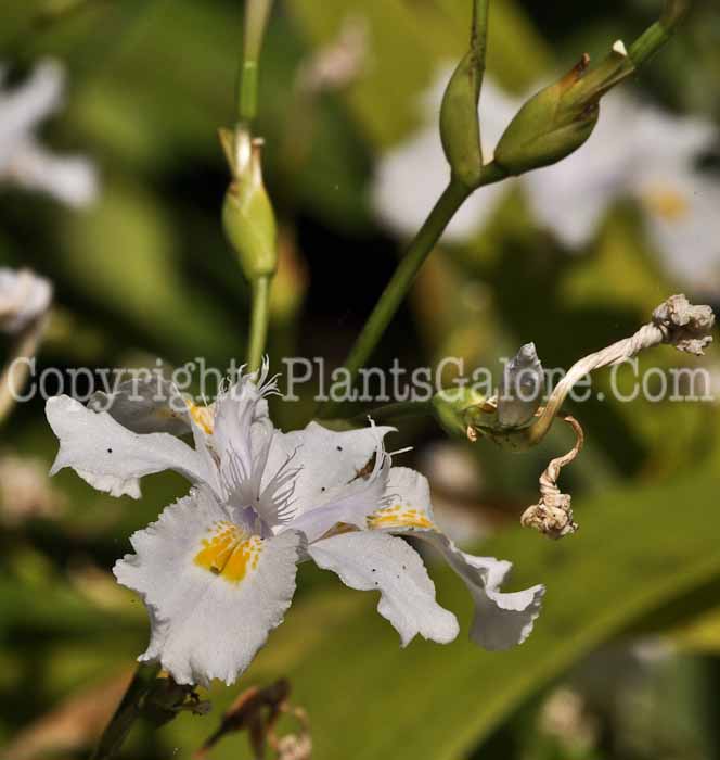 PGC-P-Iris-confusa-aka-Bamboo-Lily-6