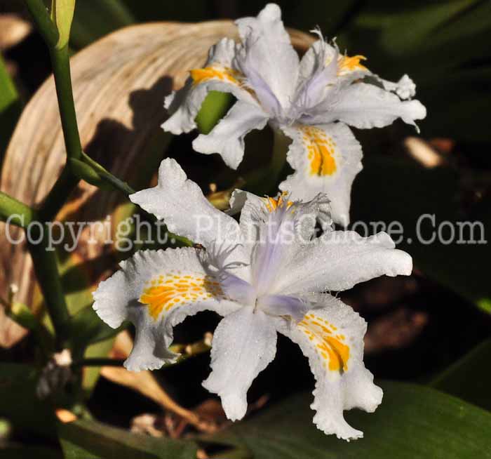 PGC-P-Iris-confusa-aka-Bamboo-Lily-7