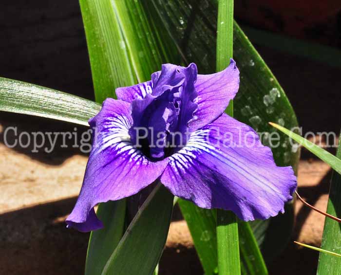 PGC-P-Iris-douglasiana-Point-Reyes-0413-1