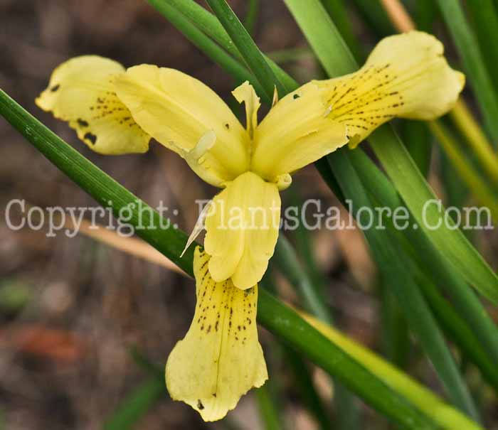PGC-P-Iris-forrestii-2011-002