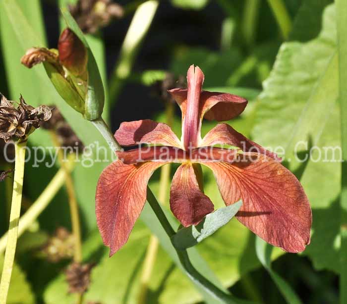 PGC-P-Iris-fulva-Berkshire-6-2011-01