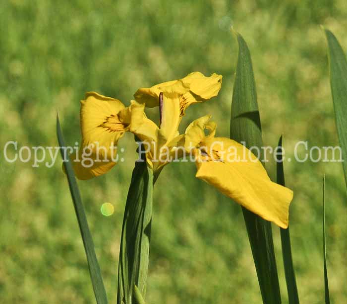 PGC-P-Iris-orentalis-2011-003