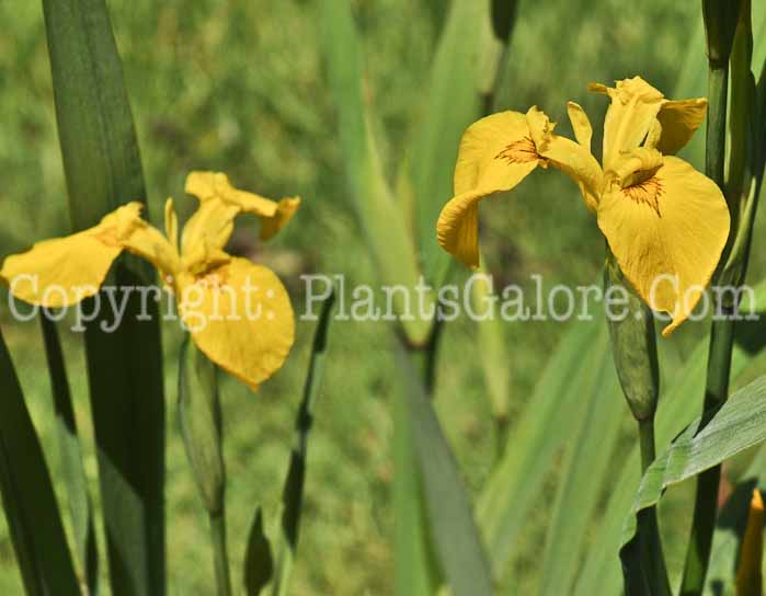 PGC-P-Iris-orientalis-2011-001