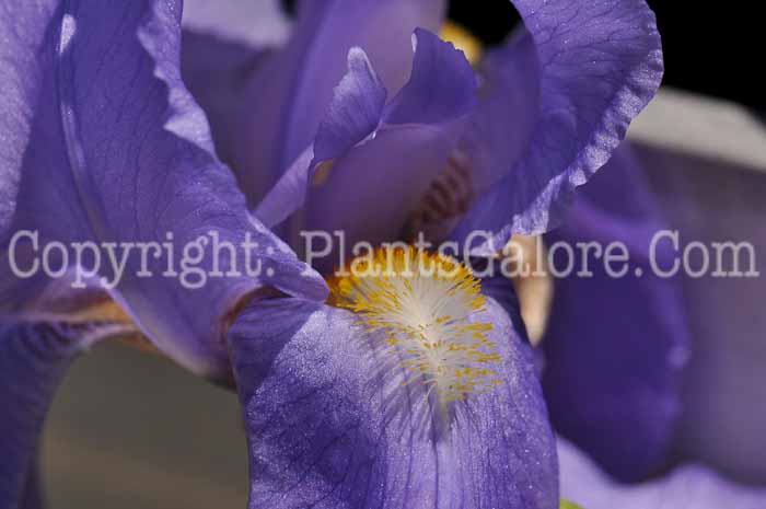 PGC-P-Iris-Pallida-Aureo-Variegata-2010-01