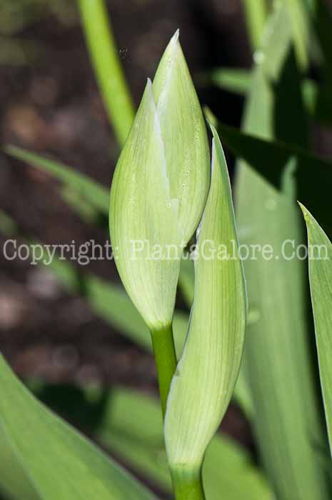 PGC-P-Iris-pallida-aka-Orrisroot-0514m-2