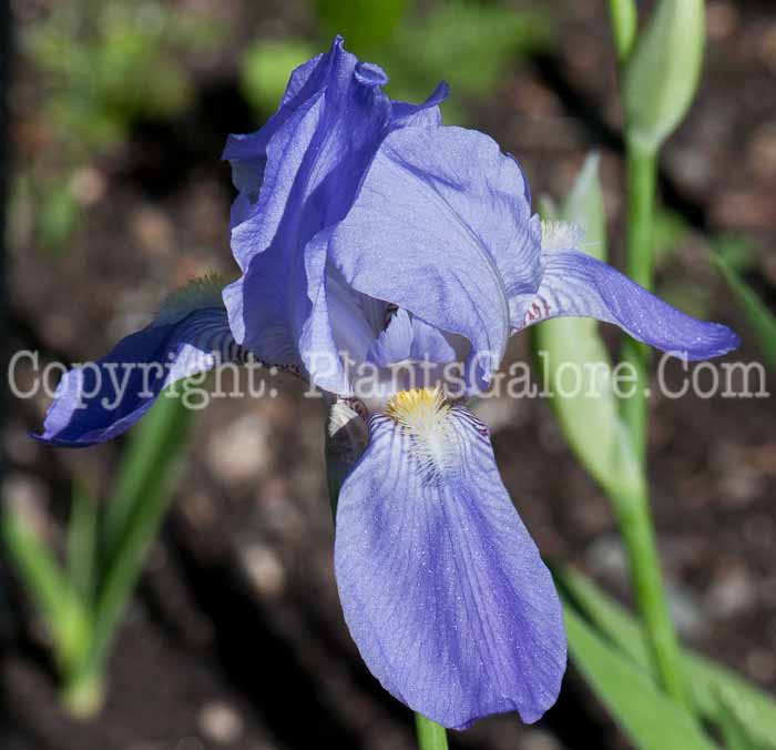 PGC-P-Iris-pallida-aka-Orrisroot-0514r-1