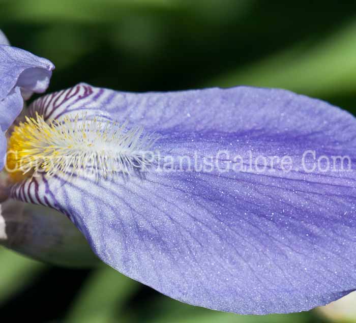 PGC-P-Iris-pallida-aka-Orrisroot-0514r-2