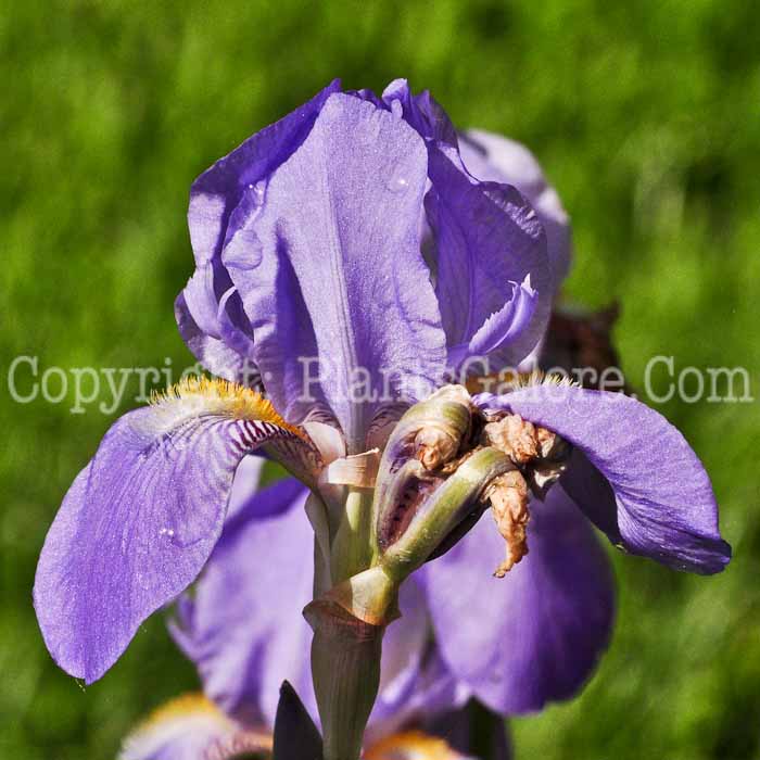PGC-P-Iris-pallida-aka-Orrisroot-513-1