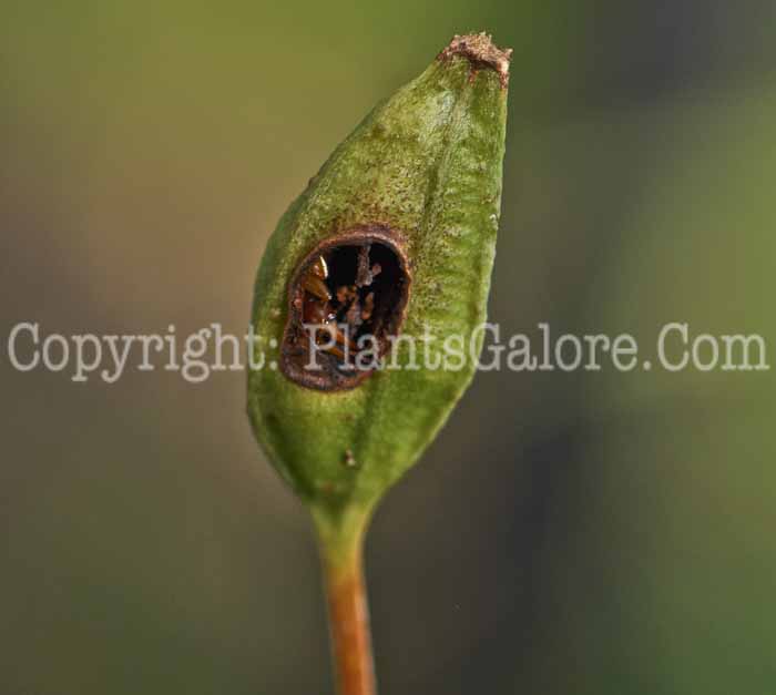 PGC-P-Iris-setosa-912 (1 of 2)